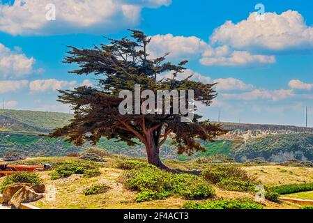 Monterey Zypresse, grüne Büsche im Park unter blauem Himmel mit weißen flauschigen Wolken. Stockfoto