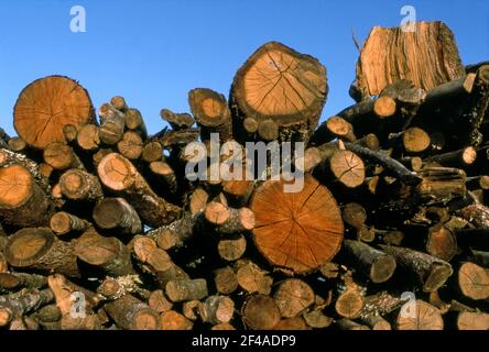 Holzstapel auf gerodeten Flächen in der Toskana, Italien Stockfoto