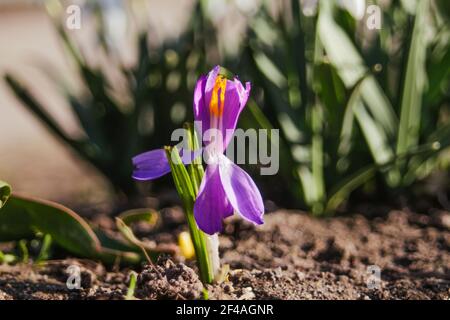 Unschärfe eine Safranblüte wächst im Garten bei sonnigem Wetter. Verschwommener grüner Hintergrund. Nicht fokussiert Stockfoto