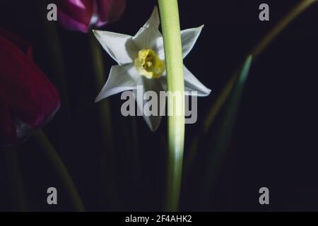 Nahaufnahme des blühenden Blumenbeetes der Narzissus (Daffodil) Blume mit Stiel in der Nacht im Frühling. Dunkle Bildkomposition mit selektivem Fokus Stockfoto