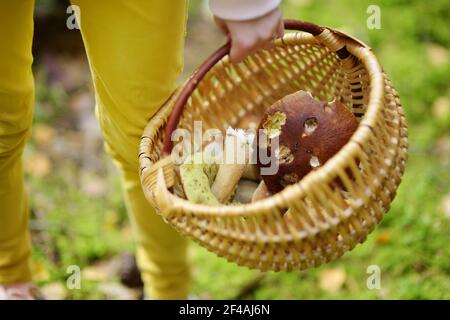 Ein Korb voll von Speisepilzen. Pilze im Herbst Wald. Familie Freizeitaktivitäten an fallen. Stockfoto