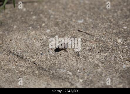 Kleiner, junger brauner Strecker's Chorus Frosch (Pseudacris streckeri) auf einem Zementsweg Stockfoto