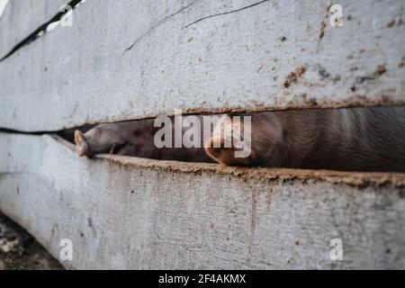 Schwein Nosw hinter einem Holzzaun in einem Bauernhof Stockfoto