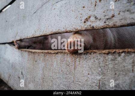 Schwein Nosw hinter einem Holzzaun in einem Bauernhof Stockfoto