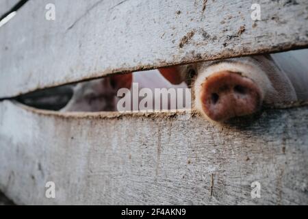 Schwein Nosw hinter einem Holzzaun in einem Bauernhof Stockfoto