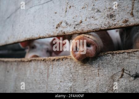 Schwein Nosw hinter einem Holzzaun in einem Bauernhof Stockfoto