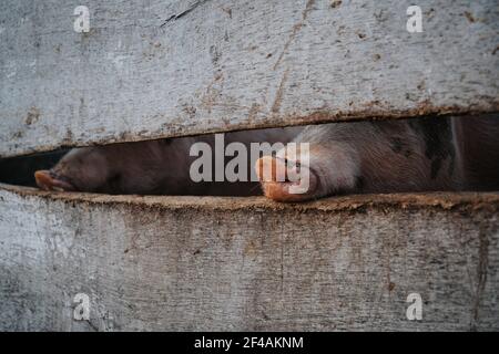 Schwein Nosw hinter einem Holzzaun in einem Bauernhof Stockfoto