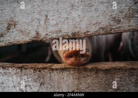 Schwein Nosw hinter einem Holzzaun in einem Bauernhof Stockfoto