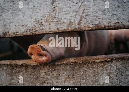 Schwein Nosw hinter einem Holzzaun in einem Bauernhof Stockfoto