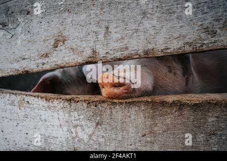 Schwein Nosw hinter einem Holzzaun in einem Bauernhof Stockfoto