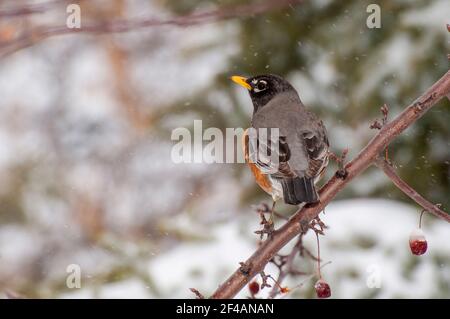 Vadnais Heights, Minnesota. American Robin, Turdus migratorius auf einem Zweig in einem Frühjahr Schneefall thront. Stockfoto