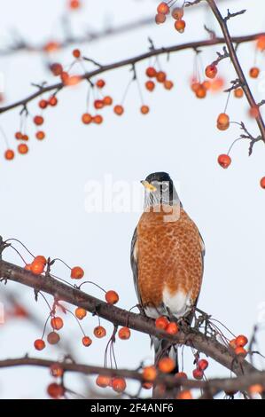 Vadnais Heights, Minnesota. American Robin, Turdus migratorius eingerahmt in einem schönen Krabbenbeerbaum im Frühjahr Stockfoto