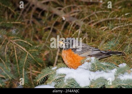 Vadnais Heights, Minnesota. Amerikanischer Robin, Turdus migratorius auf der Suche nach Schutz vor der Kälte des Winters in einer Fichte. Stockfoto