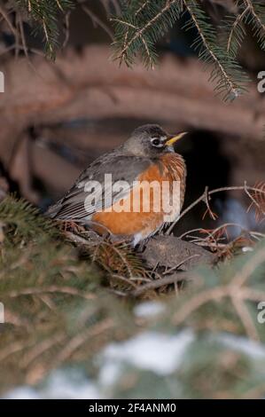 Vadnais Heights, Minnesota. Amerikanischer Robin, Turdus migratorius auf der Suche nach Schutz vor der Kälte des Winters in einer Fichte. Stockfoto