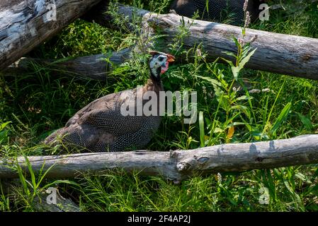 Apple Valley, Minnesota. Ein behelmter Guineafowl, Numida meleagris, der im Gras läuft. Stockfoto