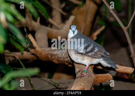 Apple Valley, Minnesota. Eine gebänderte blutende Herztaube, Gallicolumba luzonica stehend auf einem Ast. Stockfoto