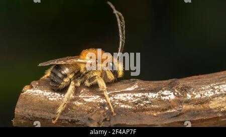 Langgehörnte Biene (lat. Eucera longicornis) ist eine Bienenart aus der Familie Apidae, Unterfamilie Apinae und Stamm Eucerini Stockfoto