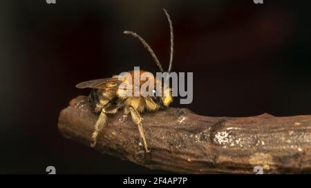 Langgehörnte Biene (lat. Eucera longicornis) ist eine Bienenart aus der Familie Apidae, Unterfamilie Apinae und Stamm Eucerini Stockfoto