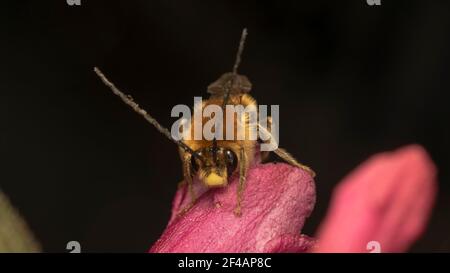 Langgehörnte Biene (lat. Eucera longicornis) ist eine Bienenart aus der Familie Apidae, Unterfamilie Apinae und Stamm Eucerini Stockfoto