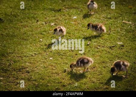 Ägyptische Gänseküken, Alopochen aegyptiaca, grasen auf dem frischen Gras in einem Park bei Sonnenuntergang Stockfoto