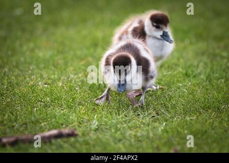 Ägyptische Gänseküken, Alopochen aegyptiaca, grasen auf dem frischen Gras in einem Park bei Sonnenuntergang Stockfoto