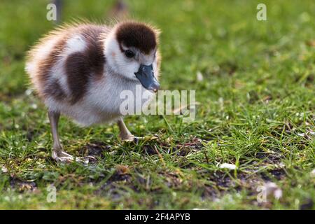 Ägyptische Gänseküken, Alopochen aegyptiaca, grasen auf dem frischen Gras in einem Park bei Sonnenuntergang Stockfoto