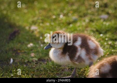 Ägyptische Gänseküken, Alopochen aegyptiaca, grasen auf dem frischen Gras in einem Park bei Sonnenuntergang Stockfoto