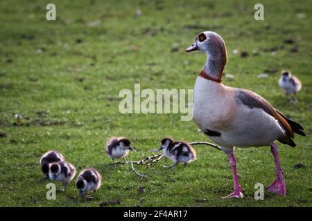 Ägyptische Gänseküken, Alopochen aegyptiaca, grasen auf dem frischen Gras in einem Park bei Sonnenuntergang Stockfoto