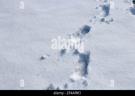 Fußspuren im Schnee Stockfoto