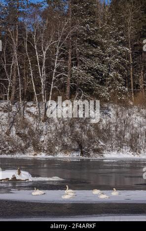 Trompeter Schwäne ruhen auf einem Stück Eis im Norden Wisconsin. A Min Stockfoto