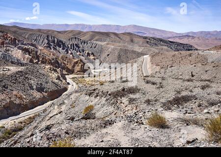 Argentinischer saguaro Kaktus (Echinopsis terscheckii), Los Cardones Nationalpark, Salta Provinz, Argentinien Stockfoto