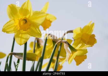 Wunderschöne gelbe Narzisse steht dem Betrachter gegenüber; andere im Hintergrund beugen ihren Kopf weg. High-Key-Bild mit hellem, ohne Hintergrund. Stockfoto