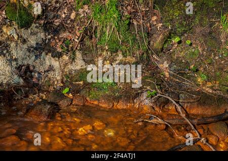 Aufschluss von Feuerton in der Nähe einer kleinen Kohlenaht an einem Bach in Ecclesall Woods in Sheffield. Stockfoto