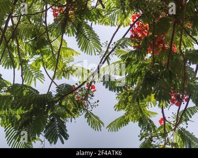 Flammenbaum, obere Äste, Teneriffa, Puerto de Santiago, Hintergrund Stockfoto