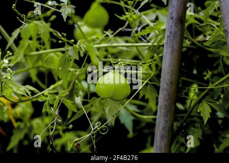 Noch unreife (grüne) Früchte der Ballonpflanze oder Liebe im Blätterteig - Cardiospermum halicacabum - im Frühsommer, Bayern, Deutschland, Europa Stockfoto