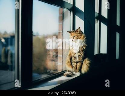 Die Katze sitzt am frühen Morgen auf dem Fensterbrett. Niedliche gestreifte weibliche Kitty beobachten Vögel durch Fenster. Schwere Schatten mit unschärfem Katzenreflektion. Stockfoto