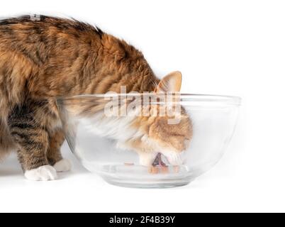 Katze, die die letzten Stücke von Kibbles aus einem viel zu großen Gericht isst. Cute bunten Kitty mit Mund weit geöffnet, einen Bissen. Konzept für Haustier por Stockfoto