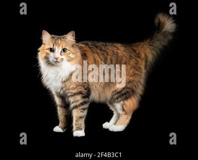 Katze steht seitlich mit Schwanz nach oben gerollt. Cute flauschige weibliche Torbie Kitty mit schönen asymmetrischen Gesichtsmarkierungen, schaut auf die Kamera. Stockfoto