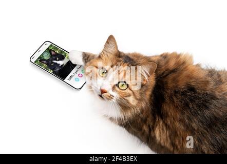 Katze mit Online-Dating-App auf dem Handy. Draufsicht auf weibliche Katze wiping und mag männliche Profile mit Pfote. Mockup-Bildschirm. Konzept für Haustiere mit t Stockfoto