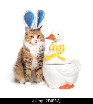 Katze verkleidet als Osterhase. Lustige Ostern Urlaub Themen Katze Porträt. Eine flauschige Kitty mit Kaninchenohren sitzt oder posiert neben einer weißen Gans w Stockfoto