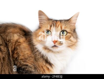 Katzenkopfschuss mit asymmetrischen Gesichtsmarkierungen, Vorderansicht. Schöne orange-weiße flauschige Katze (Torbie) mit leicht geneigtem Kopf. Isoliert auf w Stockfoto