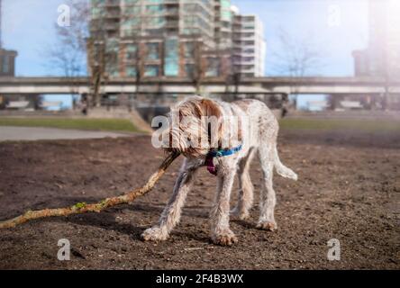 Spinone Italiano Welpe Hund spielt mit einem Baum Zweig in der Stadt Hundepark. Niedliche 6 Monate alte flauschige männliche Welpen mit großen Pfoten. Hund schleppt oder kaut Stockfoto