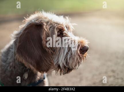 Spinone Italiano Welpen Seitenprofil, früh morgens im Hundepark. Niedlicher 6 Monate alter brauner und weißer Welpe mit Sonnenschein auf dem Kopf. Unschärfe-Unschärfe Stockfoto