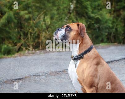 Boxerhündin im Training im Freien. Der Hund sitzt und wartet auf einen Leckerbissen. Fawn Farbe mit schwarzer Maske und weißen Markierungen. Defokussed Bäume mit Stockfoto