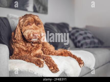 Erwachsene Labradoodle Hund liegt auf dem Sofa. Liebenswert rot oder Ingwer Hündin ist nur dozing off. Mittelgroße allergenfreie Hunderasse. Selektiver Fokus mit defo Stockfoto