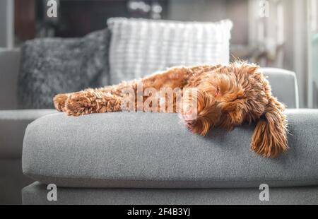 Erwachsene Labradoodle Hund schlafen auf dem Sofa in Sonnenlicht. Große Hündin liegt seitlich und auf grauem Sofa ausgestreckt. Entkoketes Wohnzimmer hinten Stockfoto