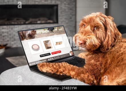 Labradoodle Hund online über das Internet für die Lieferung nach Hause bestellen. Pfoten auf dem Laptop mit einer Auswahl an Food-Shopping-Produkten. Konzept für Haustiere mit technolog Stockfoto