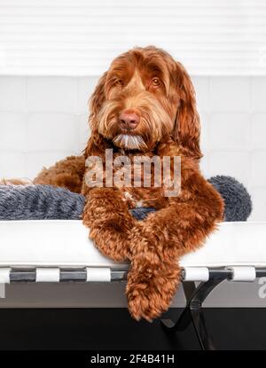 Flauschiger Labradoodle Hund, der auf einem Stuhl startet. Die orange oder ginger Hündin Labradoodle posiert mit über dem Stuhl hängenden Beinen. Stockfoto