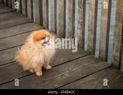 Pommersche Hund in der Notwendigkeit der Pflege oder Haarschnitt. Niedliche flauschige Spielzeug Hund mit fröhlichen Gesichtsausdruck sitzt auf einem hölzernen Gehweg. Das lange orangefarbene Fell ist braun Stockfoto