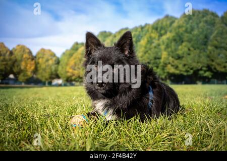 6 Monate alter Welpe, der nach der Jagd auf den Ball im Park eine Pause einnahm. Schwarze flauschige Hund Porträt ruht im Gras. Australian Shepherd x Keeshond pu Stockfoto